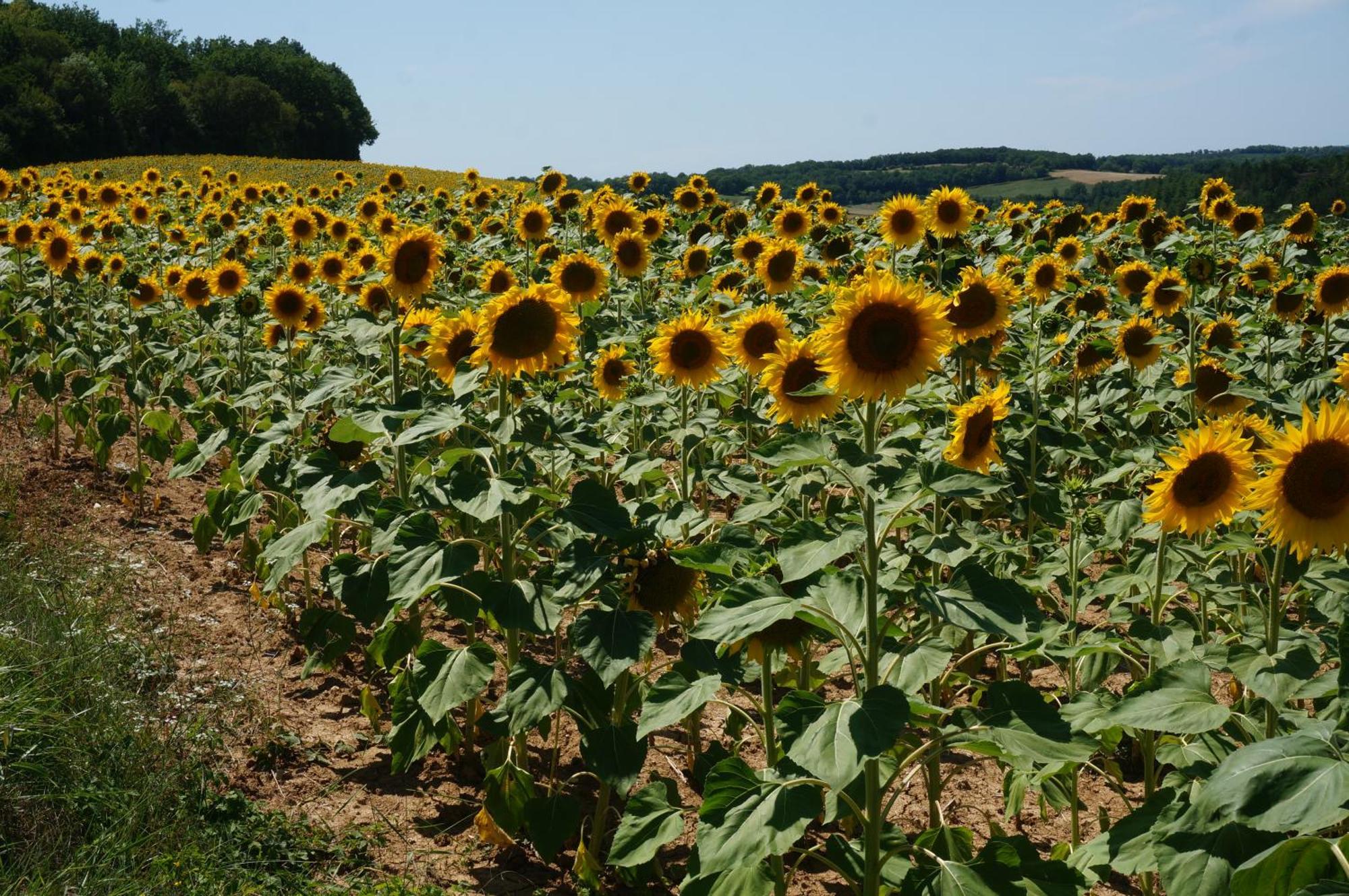 Hébergement de vacances Les Volets Bleus Du Segur *