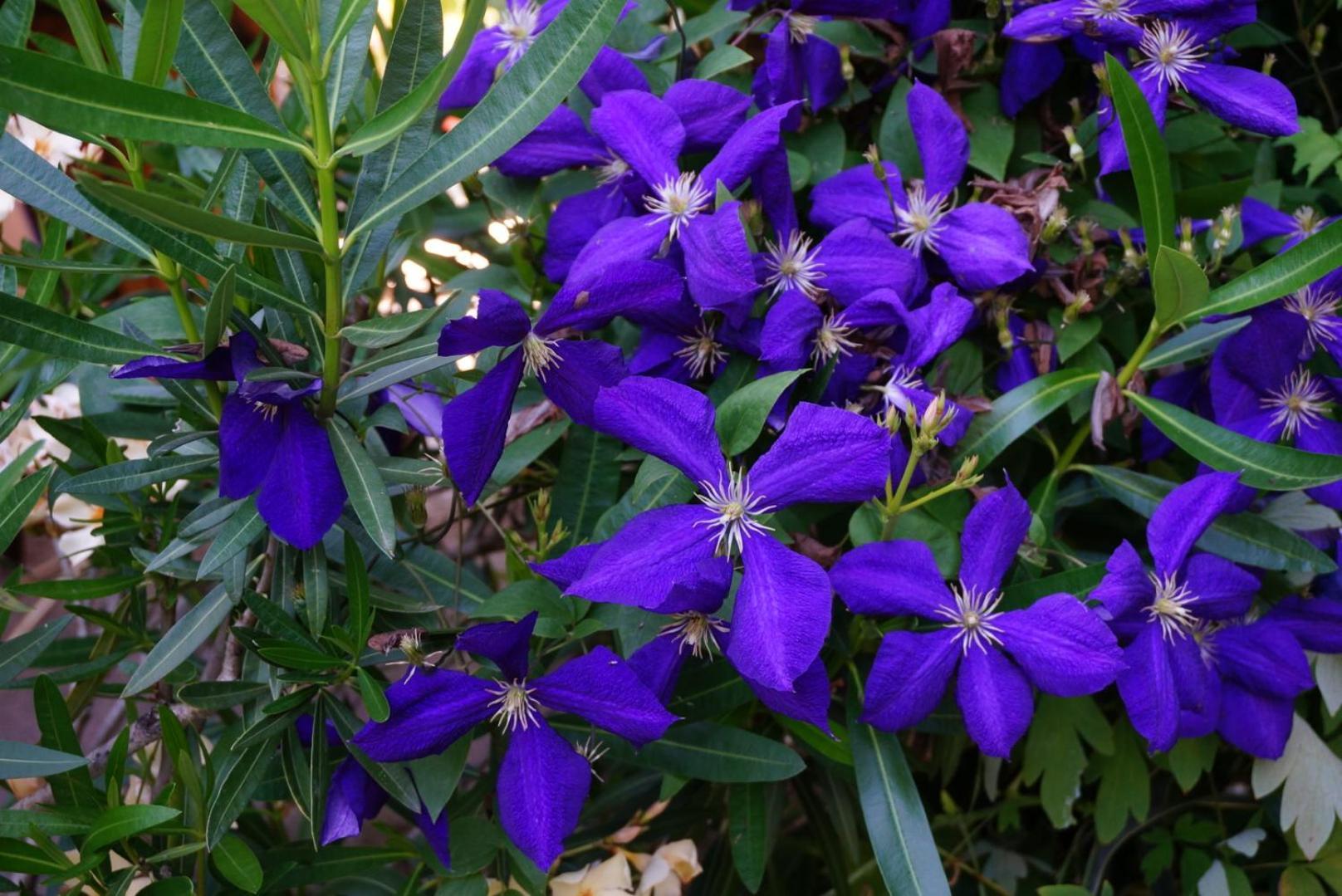 Les Volets Bleus Du Segur * Le Segur