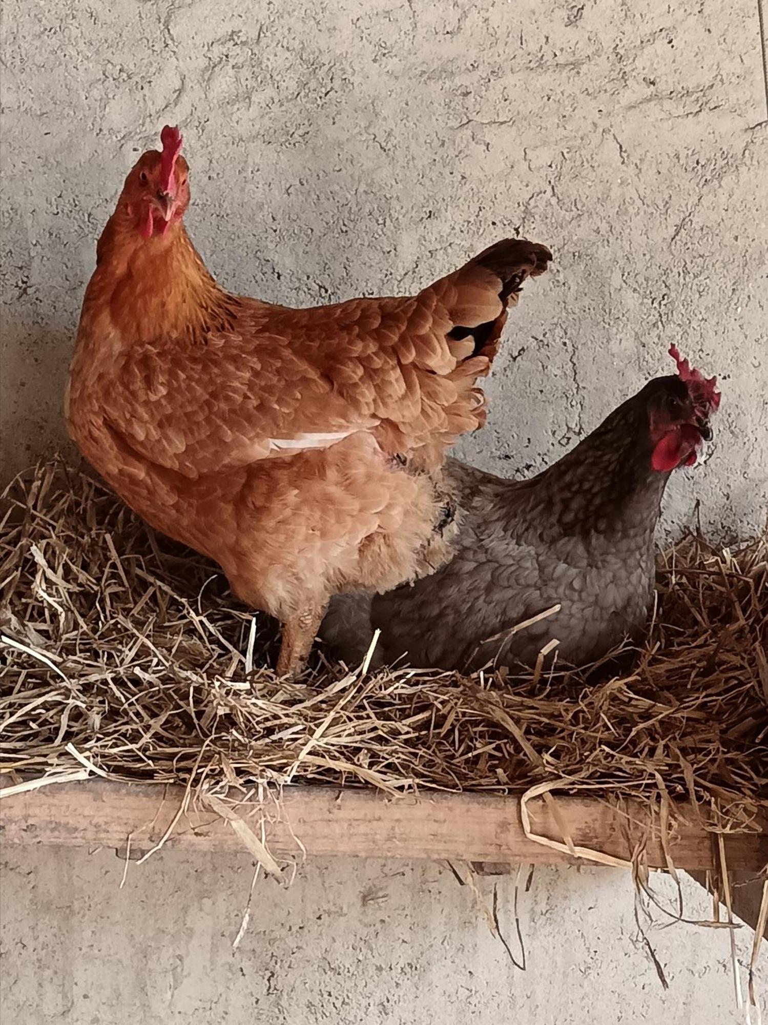 Les Volets Bleus Du Segur Ferienhaus